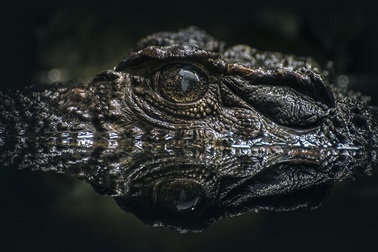 Bí ẩn xương cá sấu cổ đại được tìm thấy tại sa mạc cổ ở Israel