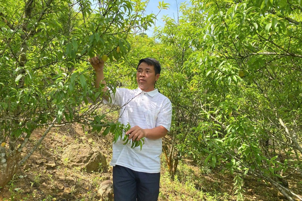 Nông dân thu nửa triệu đồng mỗi buổi nhờ loại quả trồng ở sườn đồi - 2 Nông dân thu nửa triệu đồng mỗi buổi nhờ loại quả trồng ở sườn đồi - 2