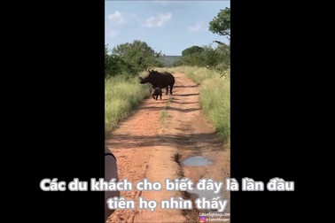 "Cậy thế" mẹ, tê giác con xua đuổi xe chở khách tham quan