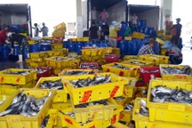 Phú Yên: Ngư dân trúng đậm cá nục, cá ồ thu lãi hàng trăm triệu đồng