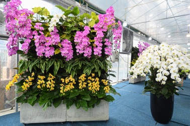 Mãn nhãn bức tường lan ngỡ "hàng ngàn cánh bướm" hút khách dịp Tết ở Hà Nội