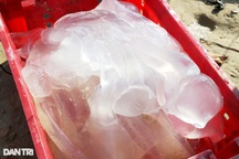 Sứa biển vào mùa, ngư dân Quảng Nam tranh thủ đánh bắt "lộc biển"