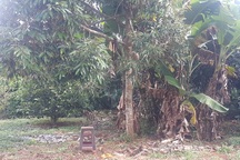 Chủ tịch xã tử vong trong tư thế treo cổ trên cây sau vườn nhà