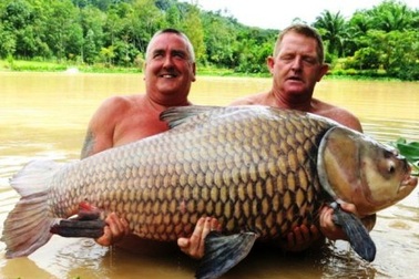 Câu được cá chép khủng nặng 60 kg