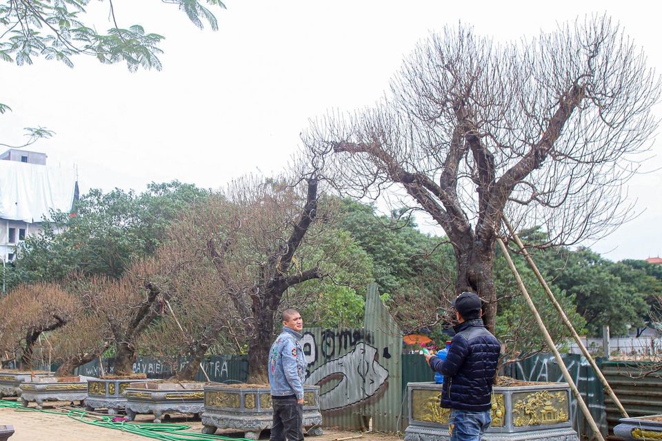 Ngắm những gốc đào cổ thụ giá hàng chục triệu xuống phố đón Tết - 9 Ngắm những gốc đào cổ thụ giá hàng chục triệu xuống phố đón Tết - 9