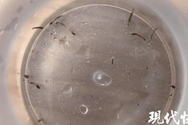 Bé gái nôn ra sinh vật như giun suốt cả tháng, thủ phạm là loài không ngờ