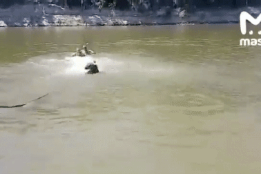 Nữ du khách dắt gấu đến bãi tắm bơi cùng du khách