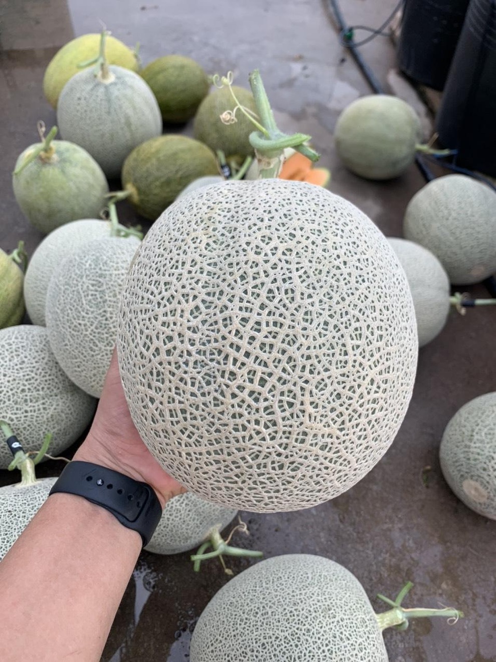 Vườn dưa nằm võng trăm gốc, gia chủ hái mỏi tay hơn 3 tạ/mùa - 12