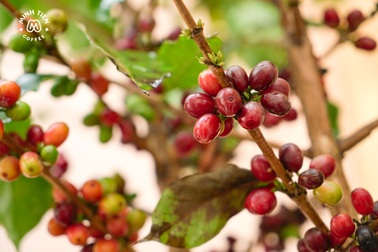 Cành cà phê tươi từ Sơn La về Thủ đô "ăn Tết"