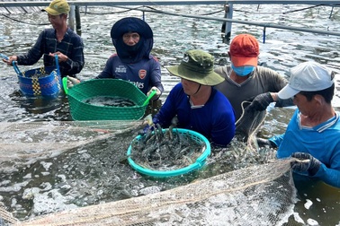 Trả lương 20-60 triệu/tháng, công ty vẫn "đỏ mắt" tìm lao động