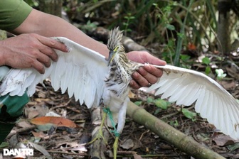 Chơi chim cảnh: Sở thích nhỏ, coi chừng rủi ro lớn