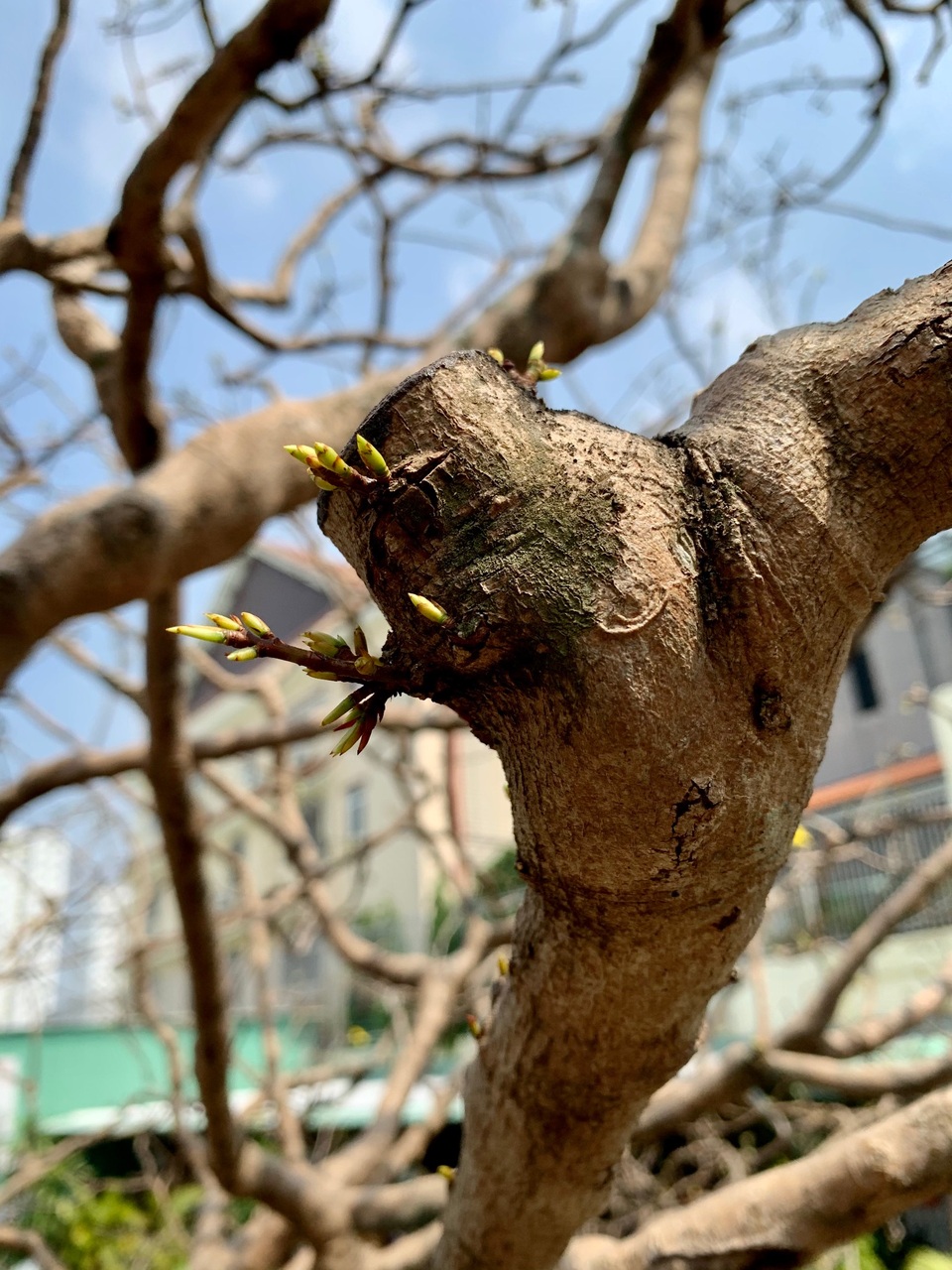 Lão mai trăm tuổi, tán rộng 8m, dân chơi trả giá tiền tỷ vẫn không bán - 7 Lão mai trăm tuổi, tán rộng 8m, dân chơi trả giá tiền tỷ vẫn không bán - 7