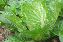 Loại rau quen thuộc là “lá chắn” phòng ung thư đại trực tràng