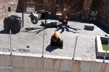 Gấu vẫy tay thân thiện chào khách