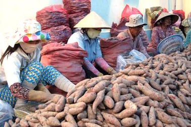 Thương lái Trung Quốc: Mánh cũ sao lừa đâu cũng thắng?