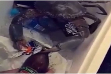 Cua càng mở nắp chai bia trong nháy mắt