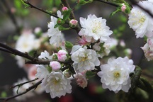 Đại gia rút ví 20 triệu đồng mua "nàng thơ" núi rừng về chơi Tết