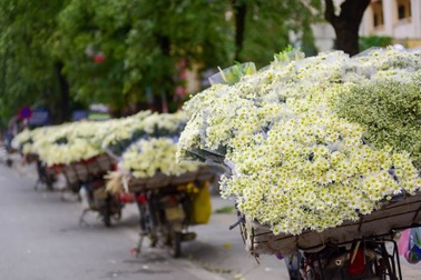 Cúc họa mi đẹp tinh khôi "gọi" đông về trên phố Hà Nội