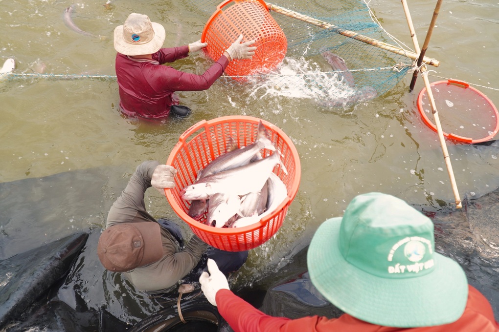 Nuôi loài cá thịt thơm, da trắng, ông nông dân ngồi rung đùi thu tiền tỷ - 1 Nuôi loài cá thịt thơm, da trắng, ông nông dân ngồi rung đùi thu tiền tỷ - 1