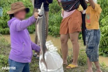 Cá tầm tràn khỏi ao do mưa lũ, người dân đổ xô bắt đi bán