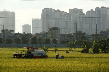 Ngày mùa thành phố