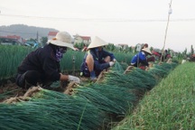 Giá tăng gấp 4, nông dân thắp đèn nhổ hành đêm, che bạt thu hoạch giữa trưa