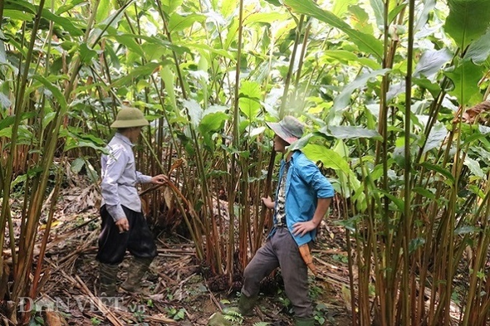 Trồng “vàng đỏ” ở rừng rậm, dân ở đây thu trăm triệu mỗi năm - 1 Trồng “vàng đỏ” ở rừng rậm, dân ở đây thu trăm triệu mỗi năm - 1