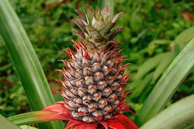 Tác dụng không ngờ tới của cây họ dứa