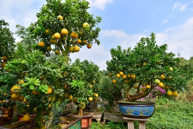 Mãn nhãn với vườn bưởi cảnh cổ thụ tiền tỷ được đại gia "săn" chơi Tết