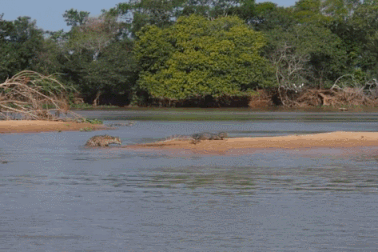 Cận cảnh báo đốm châu Mỹ “hạ gục” cá sấu