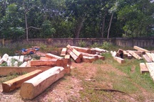 Rừng tự nhiên đầu nguồn Vĩnh Ô đang bị chặt phá