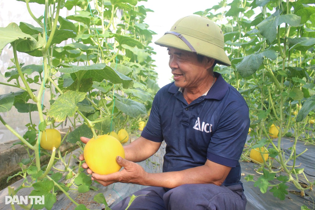 “Cây làm giàu” mất mùa, trượt giá khiến nông dân thua lỗ nặng - 1 “Cây làm giàu” mất mùa, trượt giá khiến nông dân thua lỗ nặng - 1