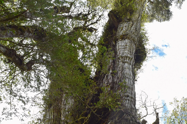 Cây đại thụ cổ nhất thế giới hơn 5.400 năm tuổi đang chết dần