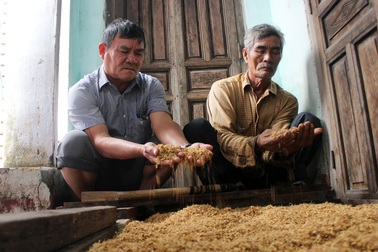 Hơn 330 tấn lúa giống đành đổ bỏ vì mưa lũ