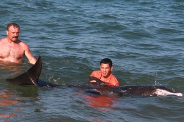 Cứu hộ cá heo dài 2m dạt vào bờ biển Nha Trang