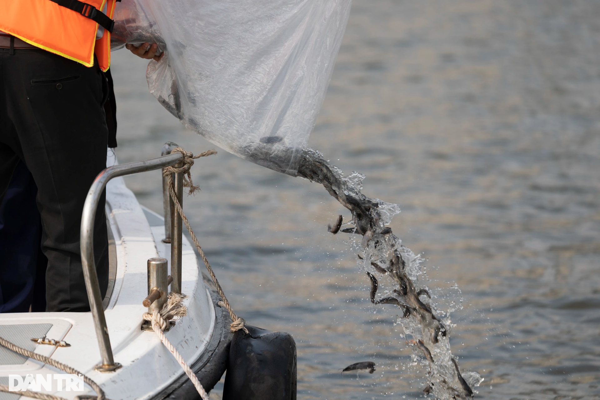 Hàng trăm nghìn cá, tôm, cua được thả xuống sông Sài Gòn - 3 Hàng trăm nghìn cá, tôm, cua được thả xuống sông Sài Gòn - 3