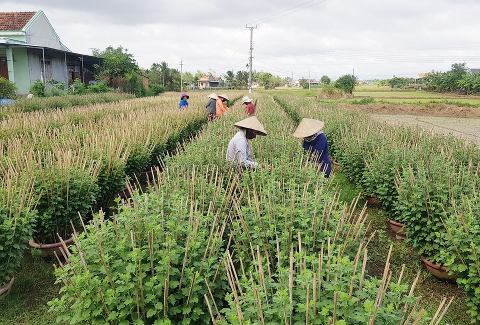 Khánh Hòa: Người trồng hoa cúc hối hả xuống vườn, phập phồng lo đầu ra - 6 Khánh Hòa: Người trồng hoa cúc hối hả xuống vườn, phập phồng lo đầu ra - 6