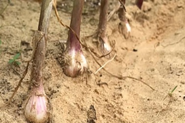 Tỏi Lý Sơn vào bờ, trồng 2 sào lãi 30 triệu đồng