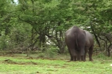 Tê giác đen "sống mái" trong màn quyết đấu tay đôi