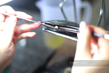 Nuôi trai lấy ngọc, ngay lần đầu đã trúng hàng trăm triệu đồng/năm