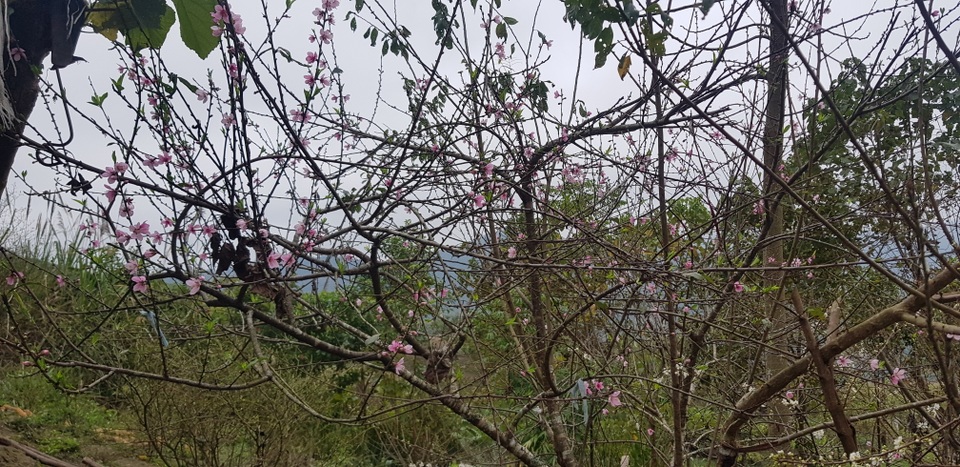 Độc đáo đào ghép mận cho ra hoa rất đẹp ở miền Tây xứ Nghệ - 9 Độc đáo đào ghép mận cho ra hoa rất đẹp ở miền Tây xứ Nghệ - 9