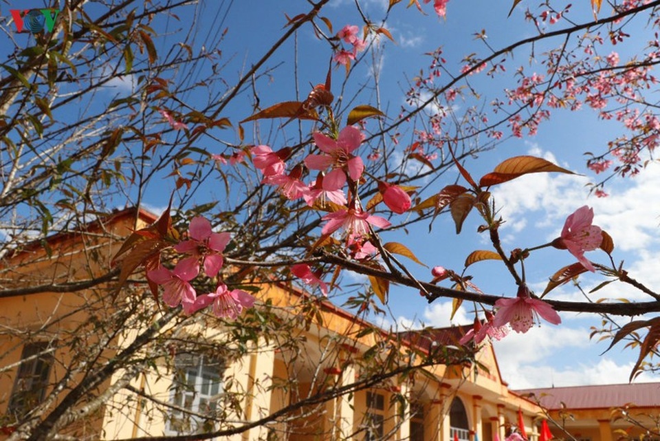 Hoa đào bừng sáng trời đông Mù Cang Chải - 14