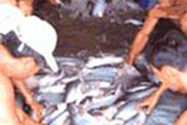 Thành lập Ủy ban cá nước ngọt VFFC