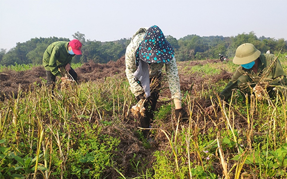 Trồng cây bản địa, nông dân xã miền thượng có nguồn thu cả tỷ đồng - 1 Trồng cây bản địa, nông dân xã miền thượng có nguồn thu cả tỷ đồng - 1