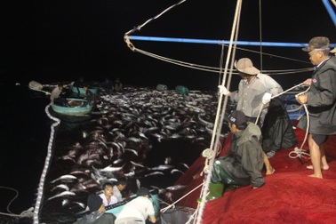 Cận cảnh mẻ cá bè trị giá hơn 5 tỷ đồng của ngư dân Quảng Trị