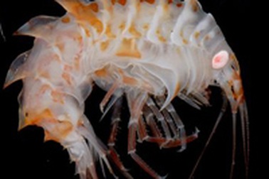 Chùm ảnh: Những sinh vật kỳ lạ dưới đáy biển Nam Cực