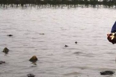 1 người chết, 4 người bị thương vì tranh chấp bãi ngao