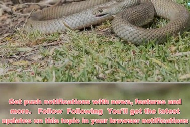 Vườn thú cho phép du khách lấy tên người yêu cũ đặt tên cho rắn độc, gián