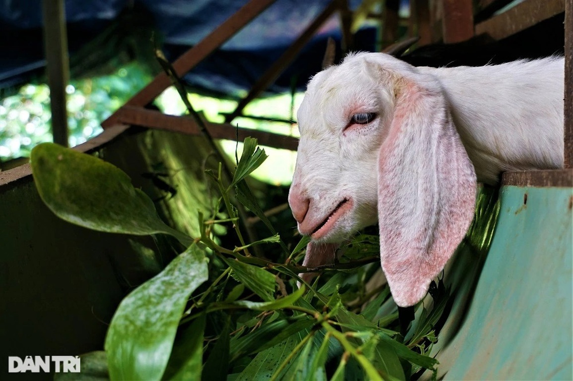 Bỏ việc lương 30 triệu đồng mỗi tháng, kỹ sư về quê nuôi dê, làm giàu - 5 Bỏ việc lương 30 triệu đồng mỗi tháng, kỹ sư về quê nuôi dê, làm giàu - 5