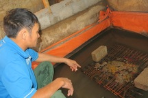 Không có chuyện nuôi lươn bằng thuốc tránh thai!